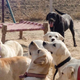 India-dogs